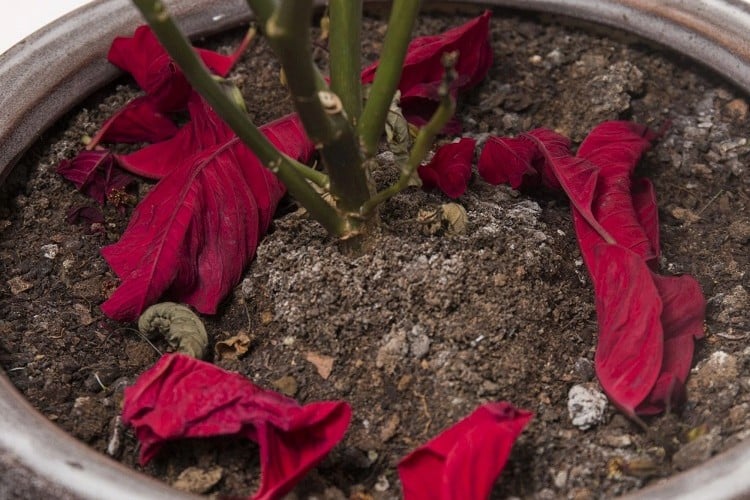 poinsettia feuilles qui s'enroulent