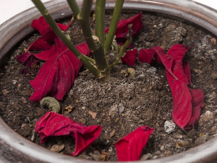 poinsettia feuilles qui s'enroulent