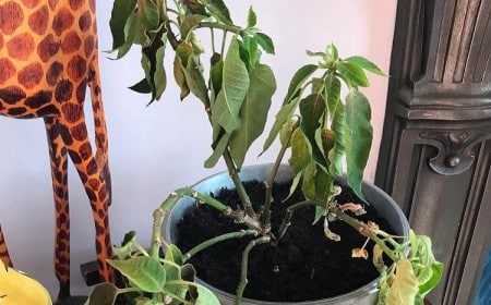 poinsettia perd ses feuilles
