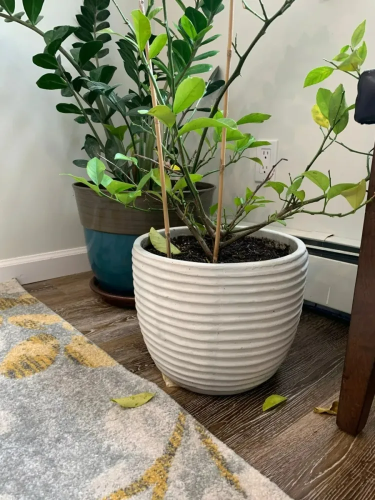 pourquoi le citronnier perd ses feuilles en hiver pot conforme trous drainage rapide