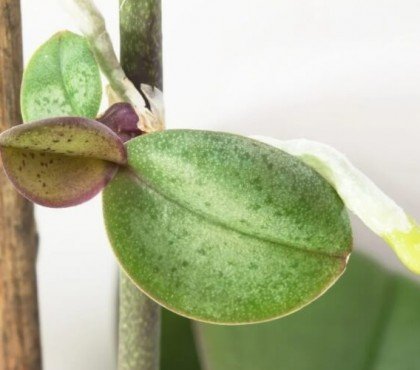pourquoi mon orchidée ne fait que des keikis subissent stress train mourir chercher façon transmettre gènes