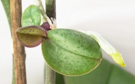 pourquoi mon orchidée ne fait que des keikis subissent stress train mourir chercher façon transmettre gènes