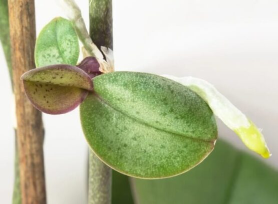pourquoi mon orchidée ne fait que des keikis subissent stress train mourir chercher façon transmettre gènes