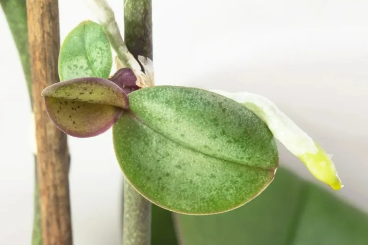 pourquoi mon orchidée ne fait que des keikis subissent stress train mourir chercher façon transmettre gènes