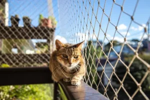 protection balcon pour chat sans percer comment installer un filet pour chat sans perçage options disponibles fabriquer un catio