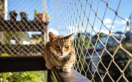 protection balcon pour chat sans percer comment installer un filet pour chat sans perçage options disponibles fabriquer un catio