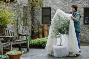 proteger olivier en pot hiver