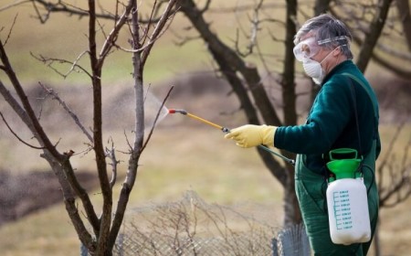 quand traiter les arbres fruitiers en hiver huile de colza