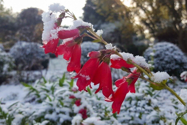 que faire au jardin en décembre