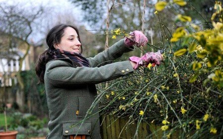 que planter en decembre au jardin