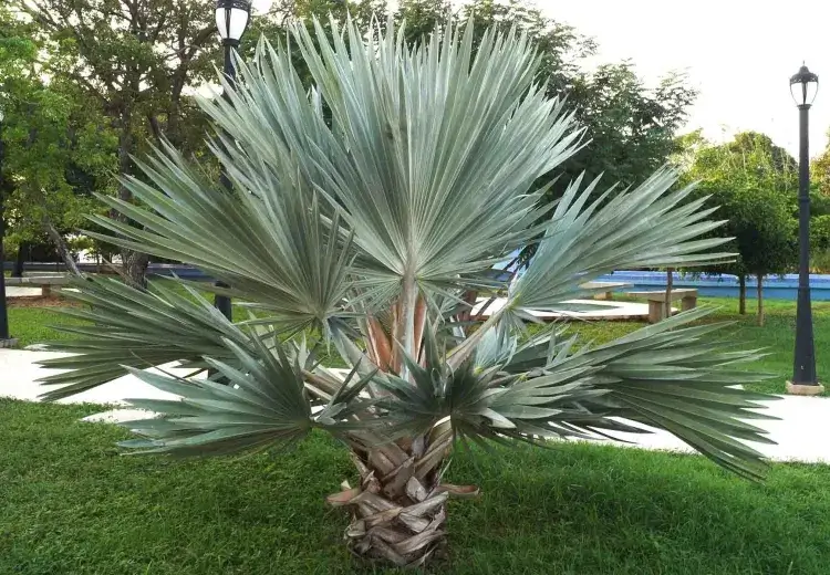 quel palmier ne gèle pas brahea armata