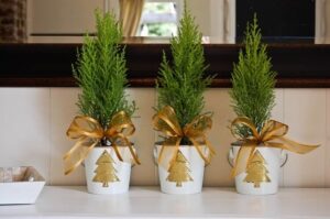 quelle plante pour remplacer sapin Noel Cyprès doré de Monterrey citronné
