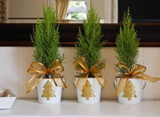 quelle plante pour remplacer sapin Noel Cyprès doré de Monterrey citronné