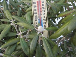 quelle protection du rhododendron en hiver chercher abri temporaire mettre voile hivernage
