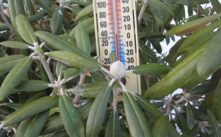 quelle protection du rhododendron en hiver chercher abri temporaire mettre voile hivernage