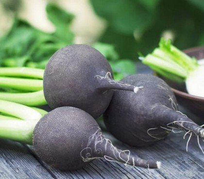 quelles bienfaits radis noir ampoule maigrir legumes germer