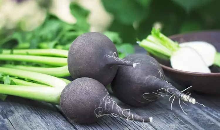 quelles bienfaits radis noir ampoule maigrir legumes germer