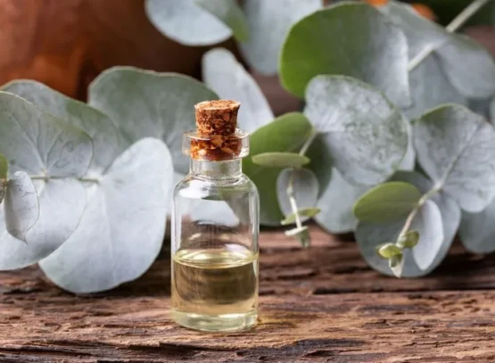 quelles huiles essentielles pour le rhume eucalyptus remède naturel virus d'hiver
