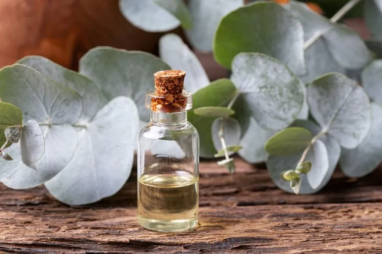 quelles huiles essentielles pour le rhume eucalyptus remède naturel virus d'hiver