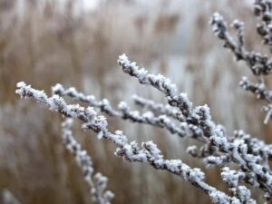quels arbres fruitiers craignent le gel basses températures prolongées tissus végétaux peuvent geler