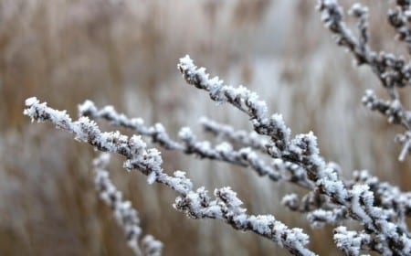 quels arbres fruitiers craignent le gel basses températures prolongées tissus végétaux peuvent geler