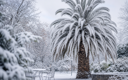 Palmier résistant au gel recouvert de neige dans un parc en hiver, espèce rustique pour jardins français