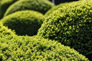 quels sont les arbustes qui ne perdent pas leurs feuilles en hiver 2022