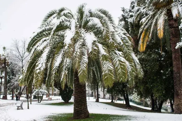 quels sont les palmiers qui résistent au gel