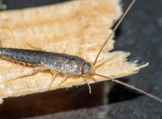 se débarrasser des poissons d’argent contrôle prévention traiter mites alimentaires cafards