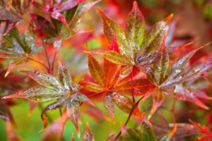 un érable du japon gelé que faire repartir vérifier écorce cambium vert brun blanc