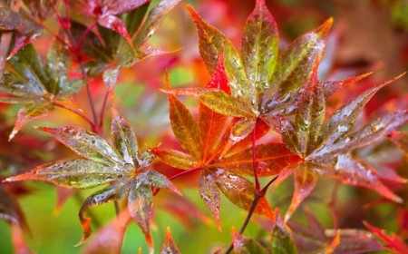 un érable du japon gelé que faire repartir vérifier écorce cambium vert brun blanc
