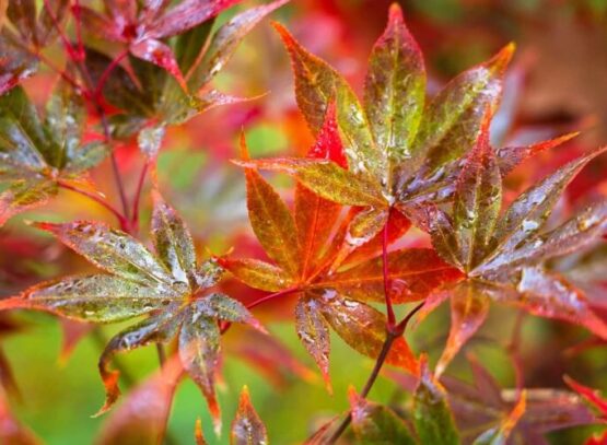 un érable du japon gelé que faire repartir vérifier écorce cambium vert brun blanc