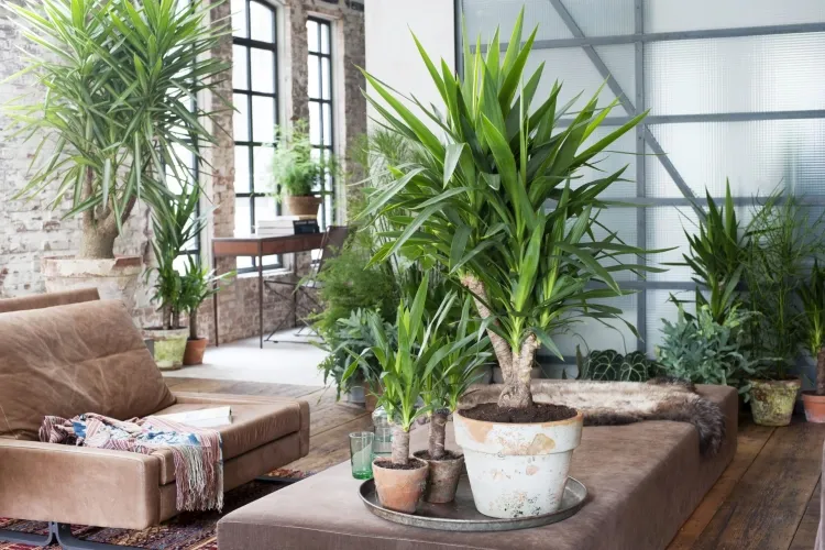 10 plantes faciles qui résistent au manque d'eau yucca