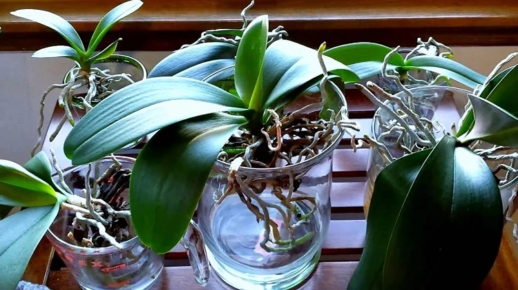 Come far crescere le orchidee in acqua