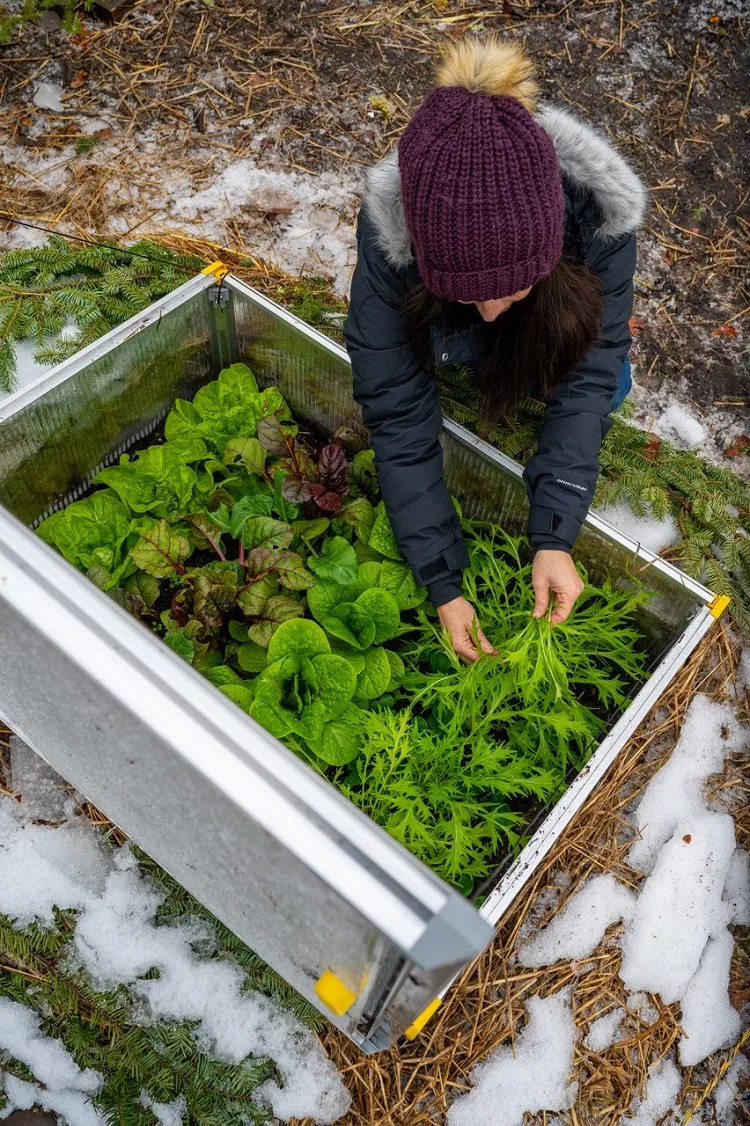 Comment organiser les plantations des salades vertes dans le jardin ou sous serre