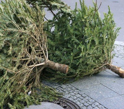 Comment recycler son sapin de Noël