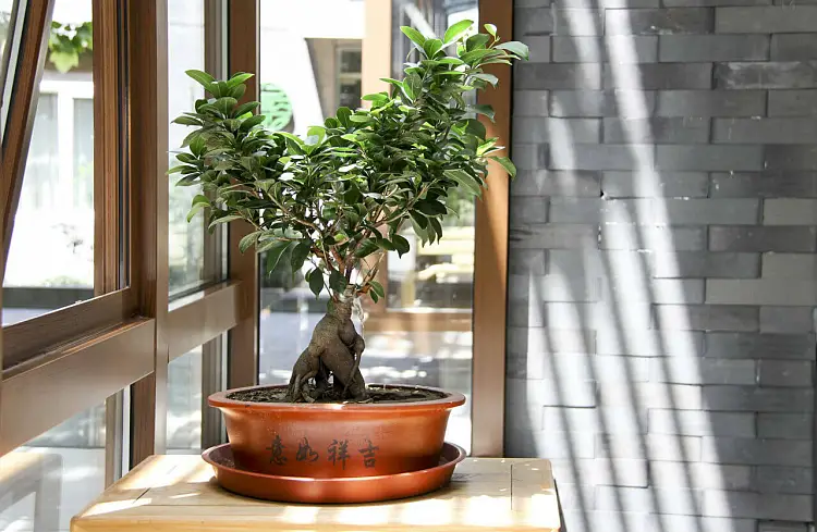 Entretien arrosage Ficus ginseng jardin plante interieur taille conseils pratiques