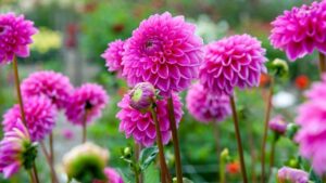 Est-ce que les dahlias craignent le gel