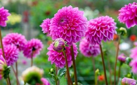 Est-ce que les dahlias craignent le gel