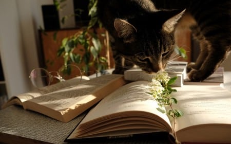 Plante non-toxique chat 10 merveilleuses espèces pour votre intérieur