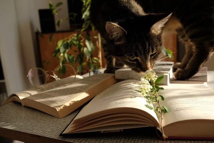 Plante non-toxique chat 10 merveilleuses espèces pour votre intérieur