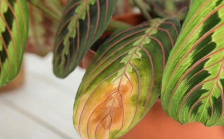 Pourquoi les feuilles de ma Maranta jaunissent 2023