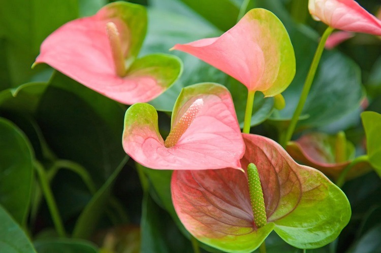 fleurs de mon anthurium ne rougissent pas