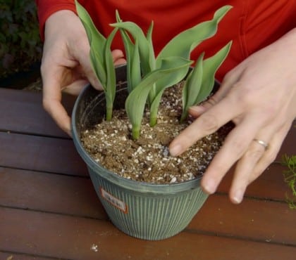 Quand changer la terre des plantes