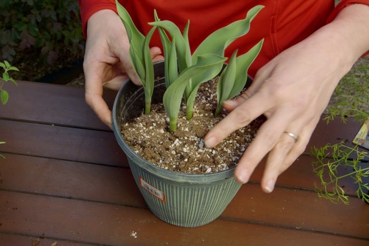 Quand changer la terre des plantes