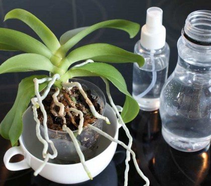 Quelle eau utiliser pour arroser une orchidée