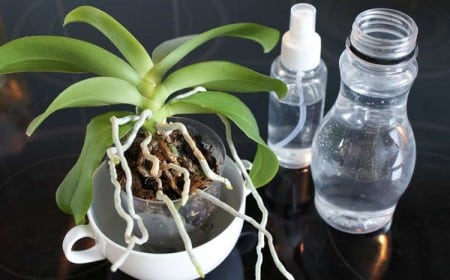 Quelle eau utiliser pour arroser une orchidée