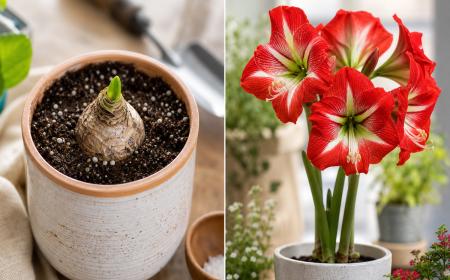 Bulbe d'amaryllis en pot avec jeune pousse naissante et amaryllis rouge en pleine floraison