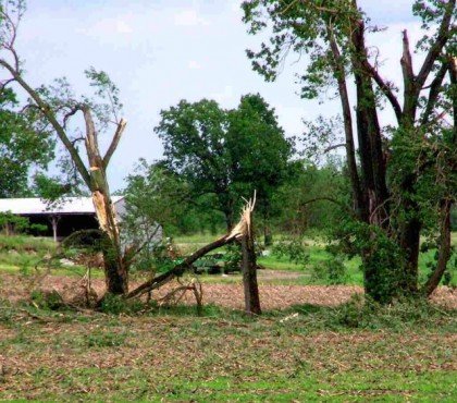 arbres qui ne résistent pas au vent plupart arbres abattus tempêtes hêtres