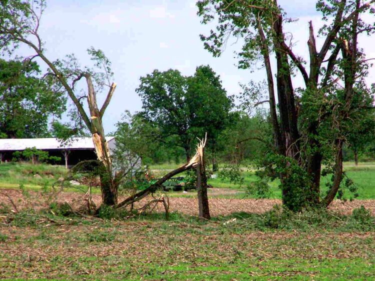 arbres qui ne résistent pas au vent plupart arbres abattus tempêtes hêtres